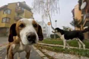 Agrigento, l'Anmvi chiede lo stato d'emergenza per il randagismo