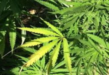 Licata, rinvenuta piantagione di marijuana: arrestato un 21enne