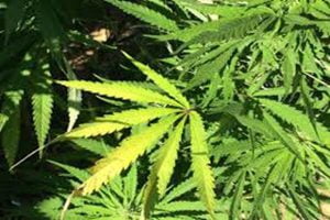 Caltanissetta, piantagione di marijuana al posto di vigneto: sequestrate 3.600 piante