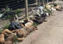 Sciacca, caso dei cani trucidati: iniziano le perquisizioni dei carabinieri