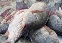 Pesce