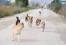 Gela, emergenza randagismo: si tuffano a mare per sfuggire a branco di cani