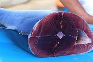 Sicilia, mangiano tonno rosso avariato: in 3 finiscono all’ospedale