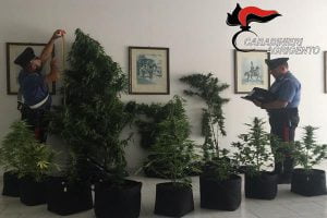 Canicattì, coltivava la marijuana nel giardino di casa: convalidato l'arresto per un 30enne