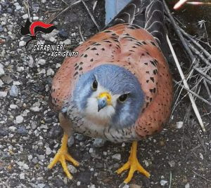 Racalmuto, recuperato un raro esemplare di Falco Grillaio (Foto)