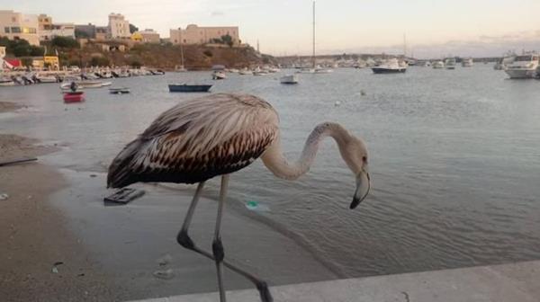 fenicottero-lampedusa1-625x350 (Copy)