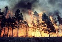 Incendi boschivi