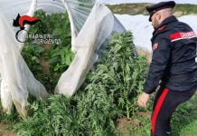 Licata, blitz all’interno di un fondo agricolo: coltivavano “Marijuana” fra le zucchine.