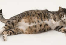 Marsala, ragazzini massacrano gatta a colpi di pietra