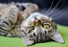 Sicilia, gatti seviziati e uccisi: avviate le indagini