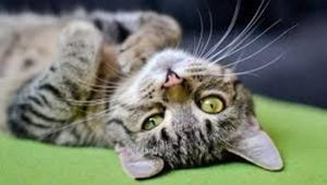 Grotte, orrore in strada: trovato gatto morto con zampe legate