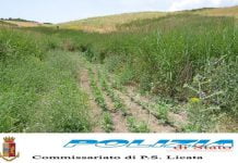 Licata, beccato a coltivare cannabis: denunciato pastore 37enne