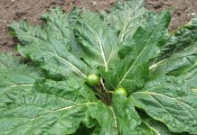 mandragola, donne avvelenate