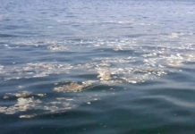 Sciacca, squalo mette scompiglio tra i bagnanti: interviene una motovedetta (Video)