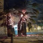 Naro, follia nella notte: ignoti bruciano palme del centro