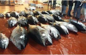 San Cataldo, vendono pesce senza etichette: emanate multe e sequestri