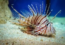 Pesce scorpione
