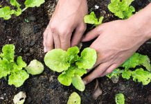 Ragusa, al via gli orti sociali: 70 metri quadrati di terra per gli aventi diritto Orto sociale a Ragusa