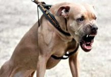 Sicilia, carabinieri affrontano il pitbull di uno spacciatore per poterlo arrestare