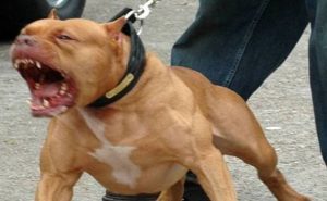 Porto Empedocle, viene aggredito da un pitbull: 21enne in gravi condizioni