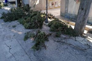 Canicattì, potati gli alberi al cimitero comunale