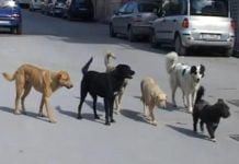 Sciacca, randagismo diventa caso politico: Miccichè punta a commissione