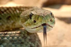 Canicattì, apre la finestra e trova un serpente: intervenuti i vigili del fuoco