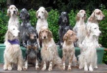 Caltanissetta, furto di cani di razza setter inglesi