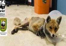 Caltanissetta, volpe investita da pirata della strada: salvata e curata dal WWF