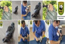 Gela, carabinieri recuperano falco gheppio: curato dal WWF