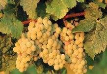 Trapani, maxi furto nelle campagne: rubati 6 quintali di zibibbo