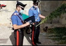 Droga tra gli olivi