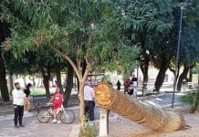 Abero-caduto-vilal-comunale-Canicattì