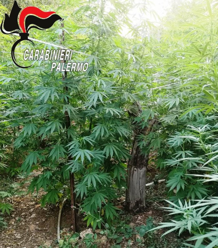 Piantagioni droga a Palermo