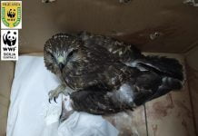 Niscemi Poiana ferita