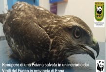 Recupero Poiana Dittaino