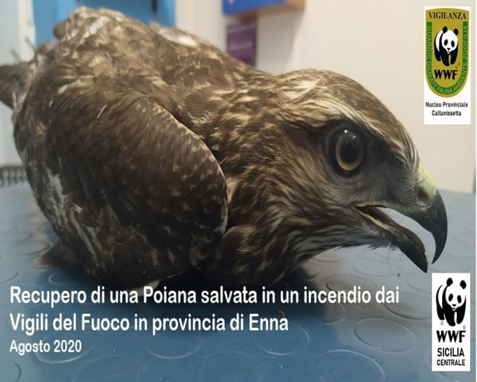 Recupero Poiana Dittaino