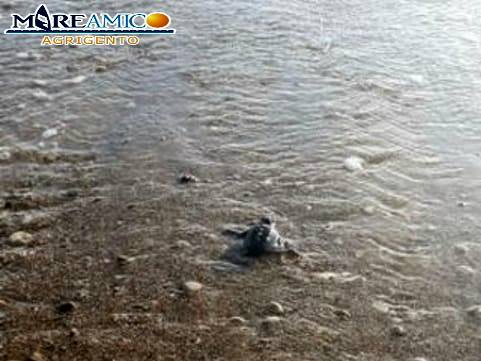 uova tartaruga caretta caretta