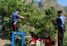 Taormina, coltivano piante di Cannabis: arrestati dai Carabinieri Controlli carabinieri , cannabis