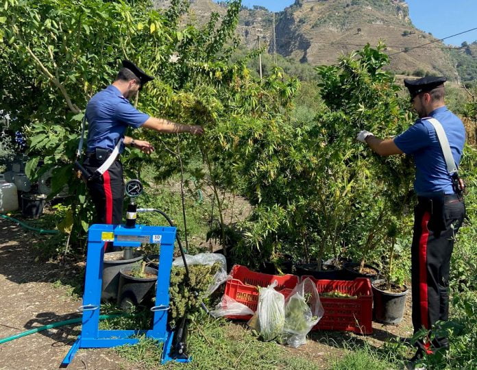Controlli carabinieri , cannabis