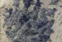 Licata, Continua il miracolo della vita: schiuse altre 80 uova di Caretta Caretta