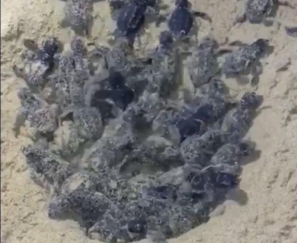 tartatughe tartaruga caretta caretta tartarughina tartarughine nascita caretta