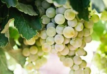 Canicattì, attivata la procedura per il rilascio documenti per la campagna vendemmiale 2020/21