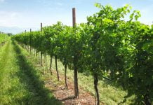 Canicattì, furti di uva di giorno. Imprenditori agricoli assumono persone che si occupano della guardiania.