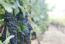 Azienda agricola
