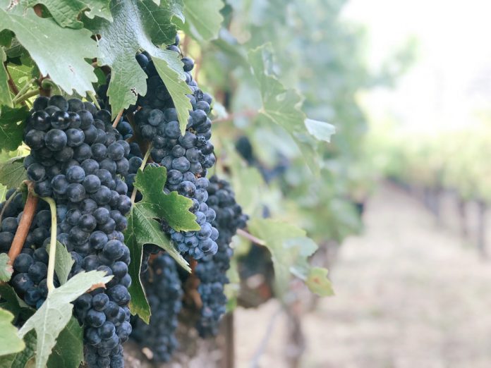 Azienda agricola