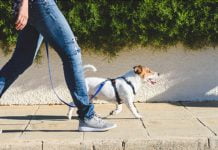 Passeggiata con il cane
