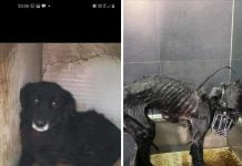 Canicattì, canile comunale: intervento della Lai, trasferiti tutti i cuccioli(Video)