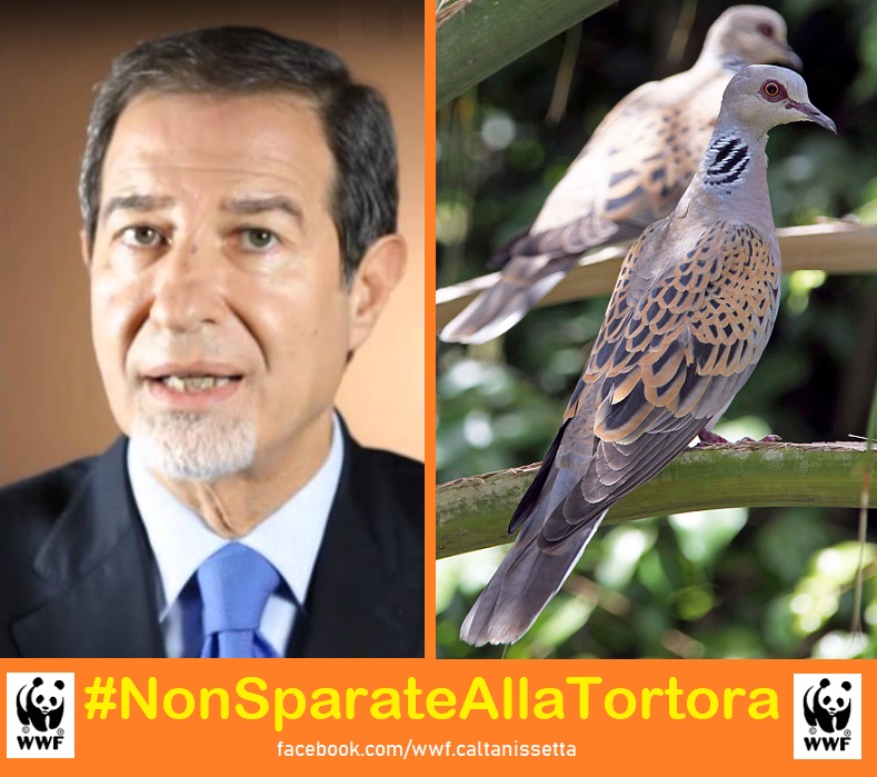 Caccia alla Tortora, oggi conferenza Stato-Regioni: WWF a Musumeci"Presidente come voterà?" Caccia alla Tortora, oggi conferenza Stato-Regioni: WWF a Musumeci"Presidente come voterà?"