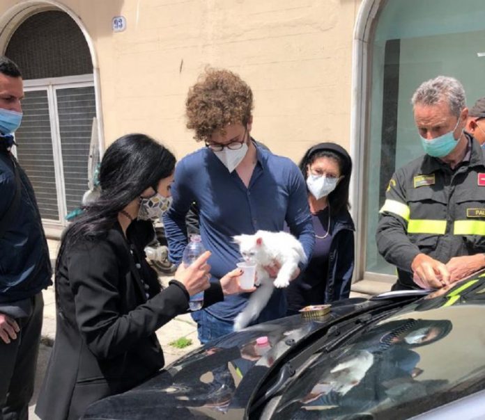 Gattino Salvato a Palermo